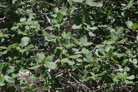 Plancia ëd Diospyros villosa (L.) De Winter