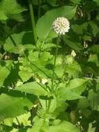 Image of small teasel