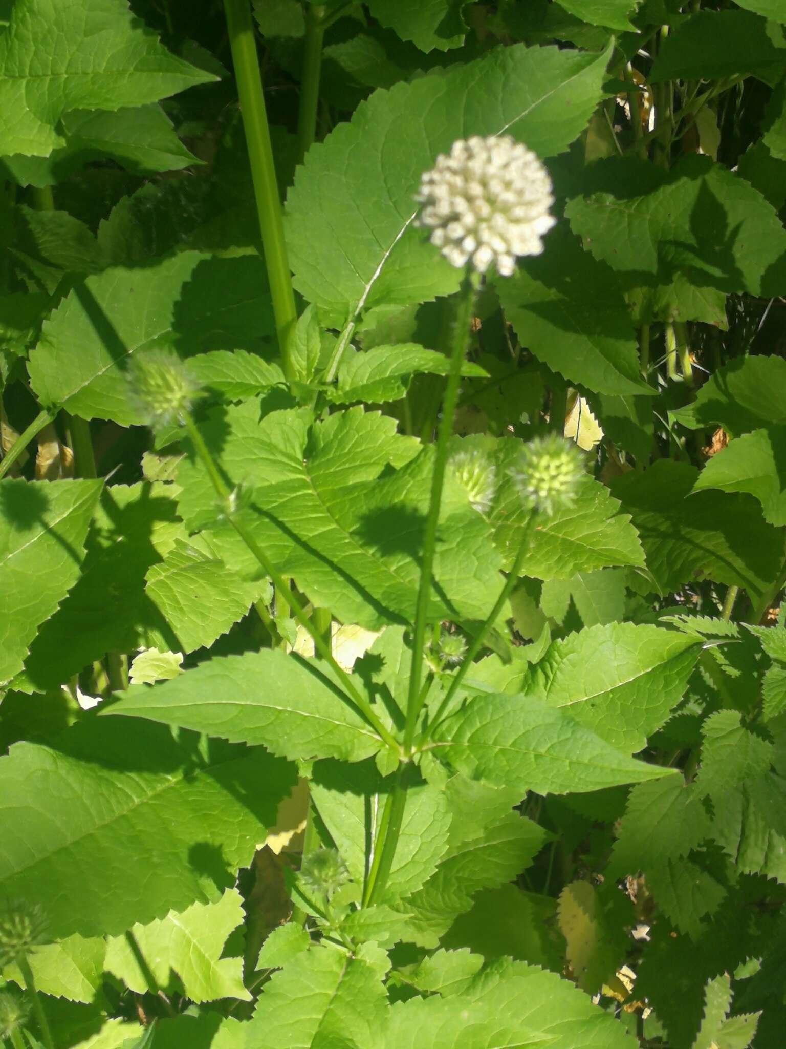 Image of small teasel