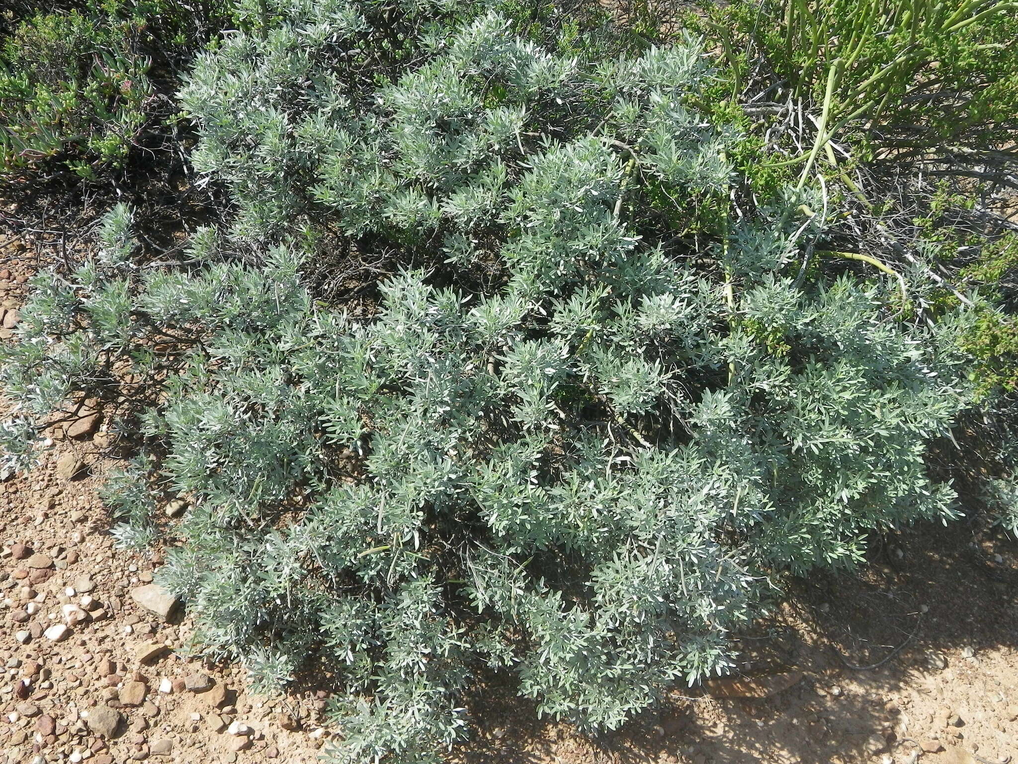 Слика од <i>Calobota sericea</i>