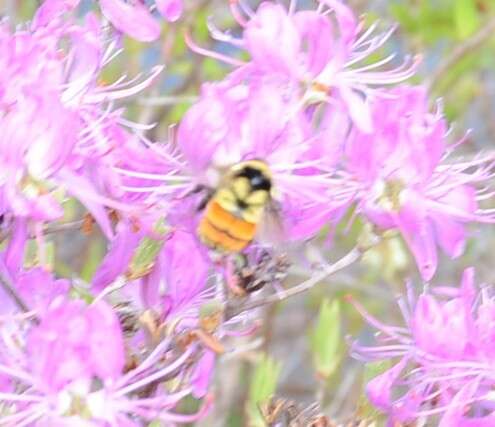 Image of Tricolored Bumble Bee