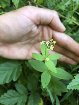 Imagem de Galium oreganum Britton