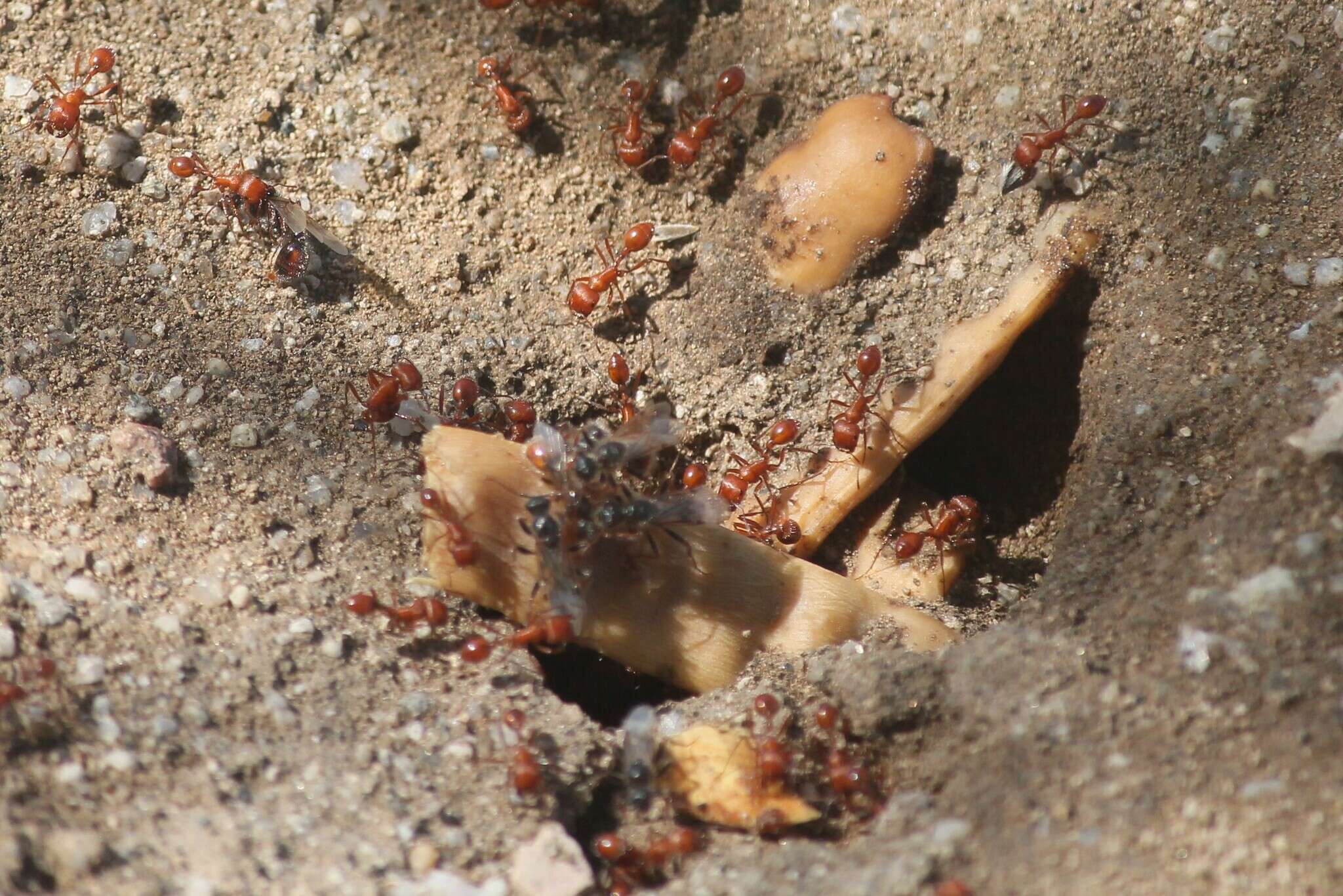 Image of Maricopa Harvester Ant