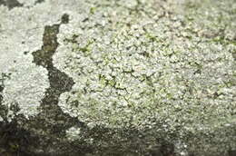 Image of disk lichen