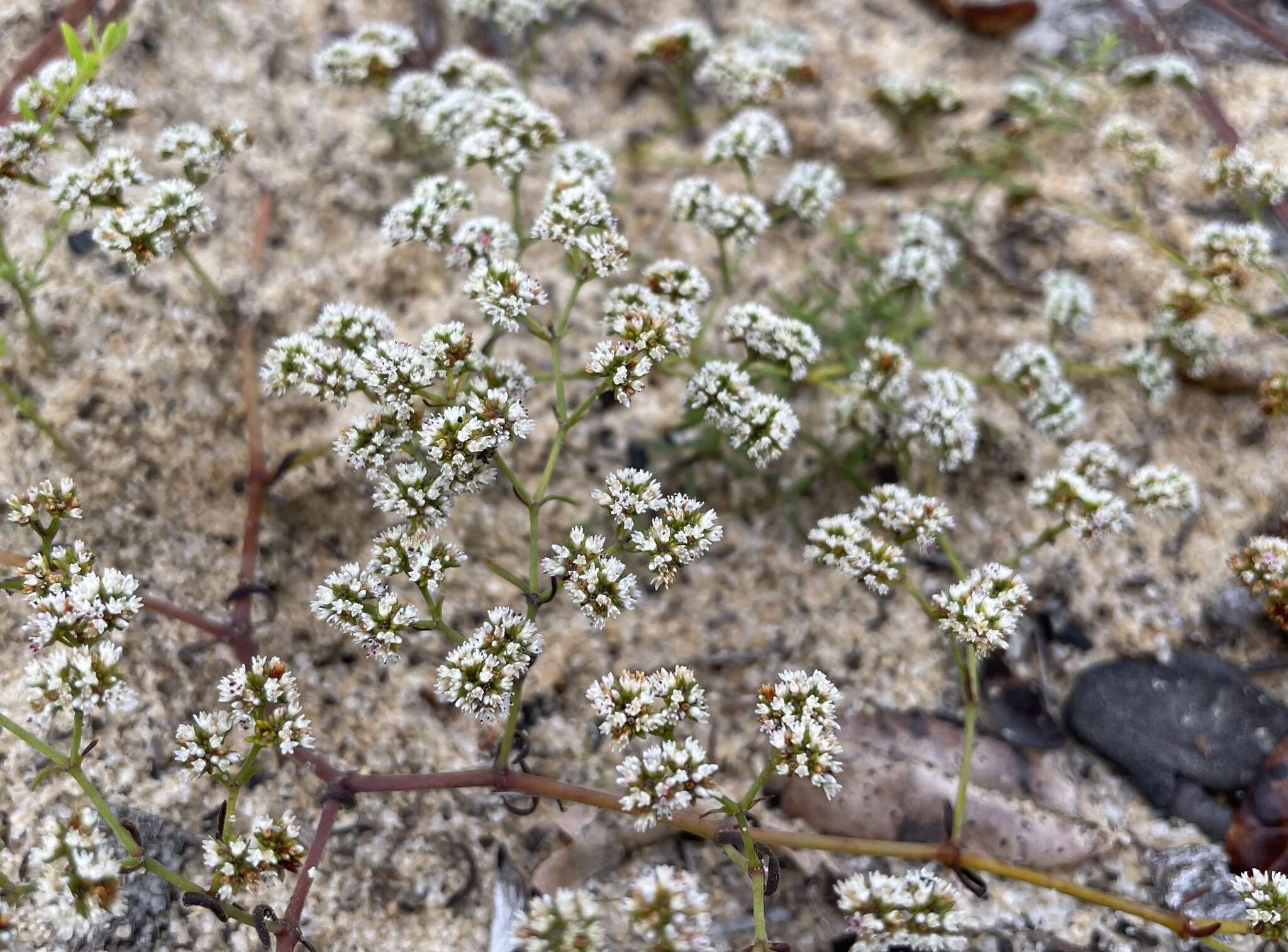 Image of pineland nailwort