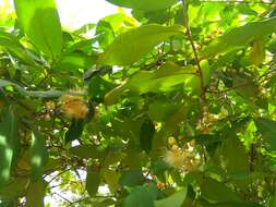 Image of Malabar plum