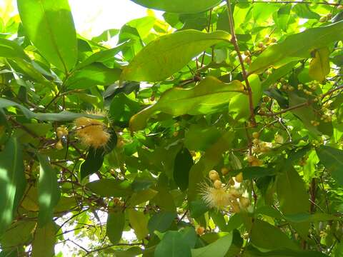 Слика од Syzygium jambos (L.) Alston