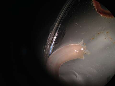 Image of slender footless sea cucumber