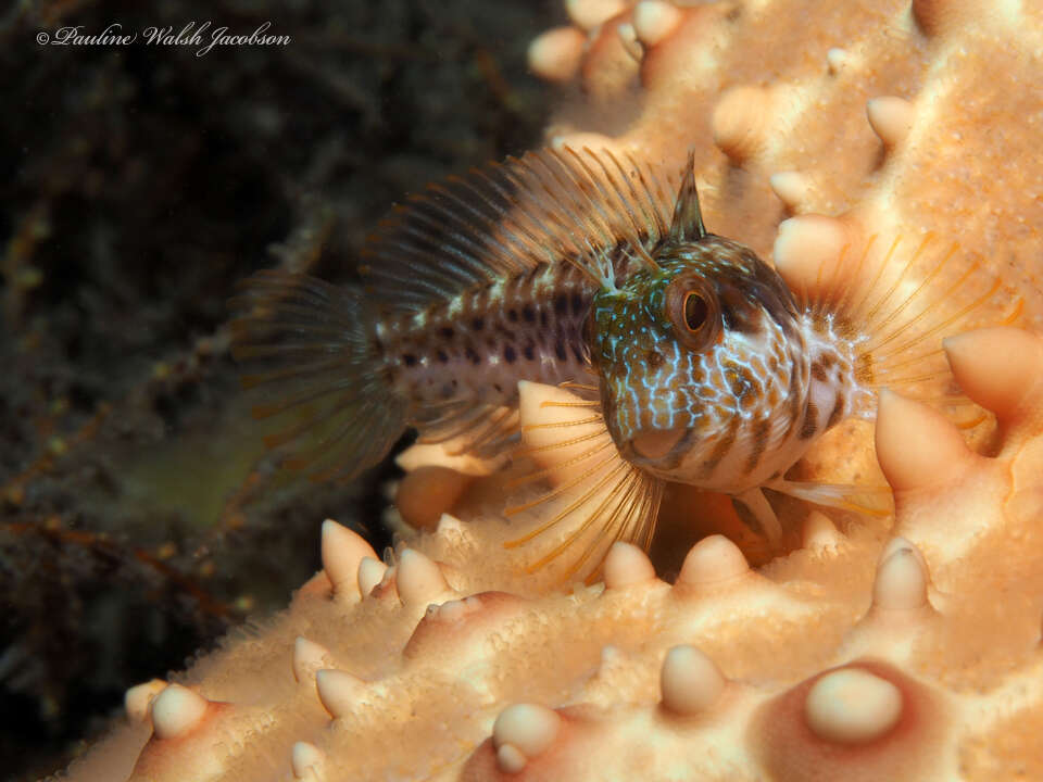 Image of Seaweed Blenny