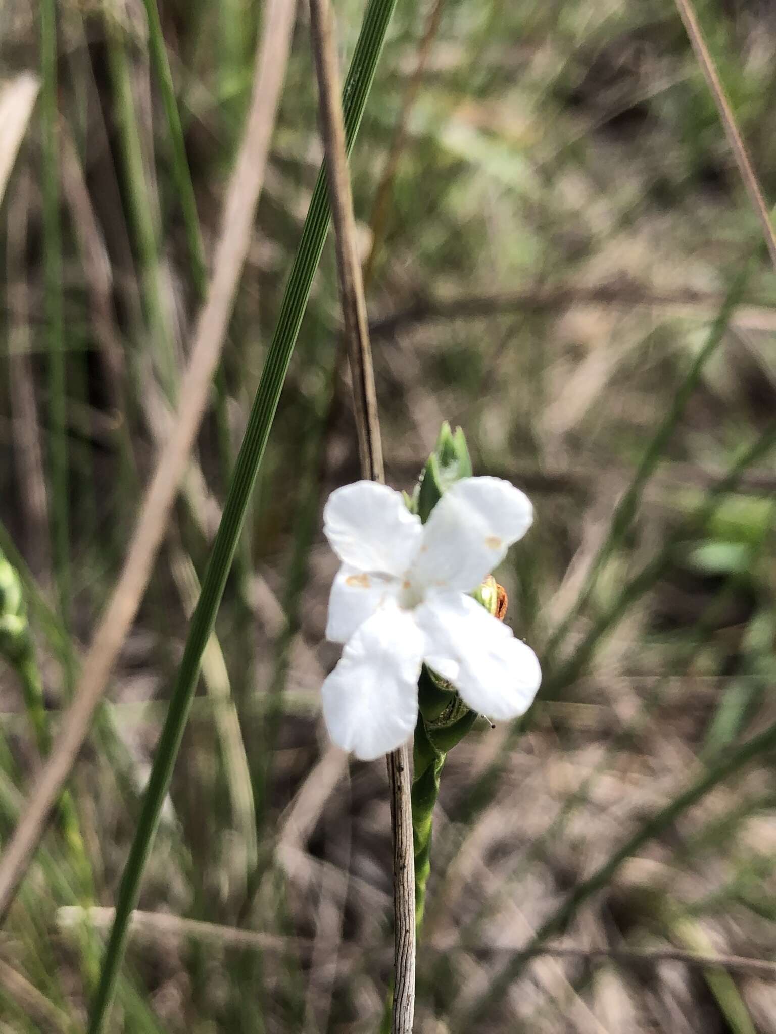 Elytraria caroliniensis (J. F. Gmel.) Pers. resmi