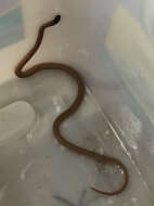 Image of Western Blackhead Snake