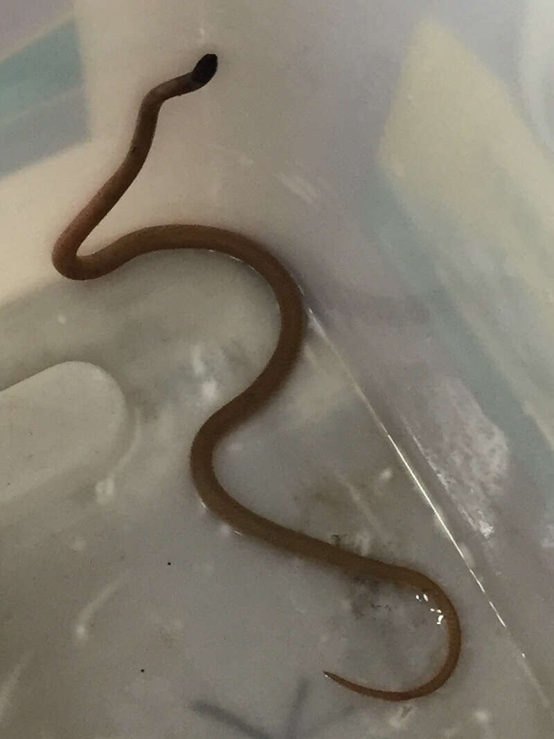 Image of Western Blackhead Snake