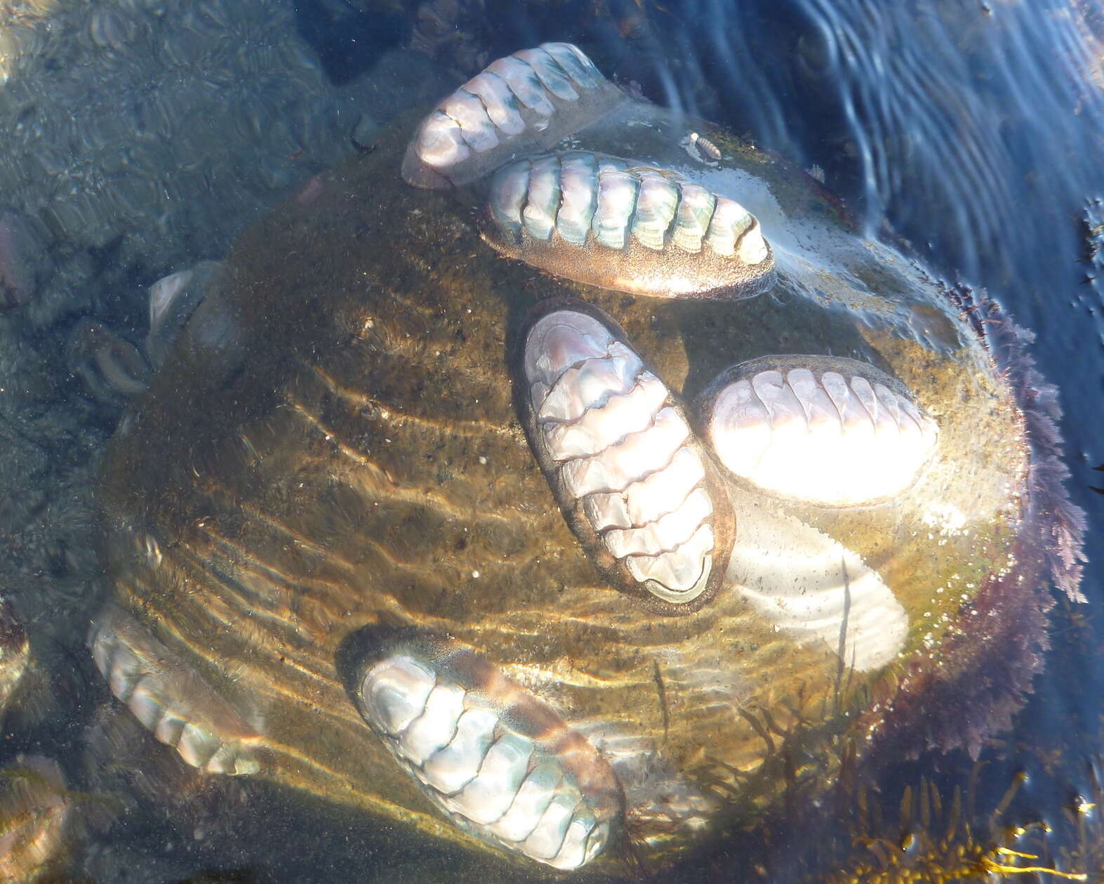 Image of conspicuous chiton