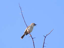 Cisticola chiniana frater Reichenow 1916 resmi