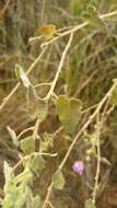 Image of Abutilon greveanum (Baill.) Hochr.