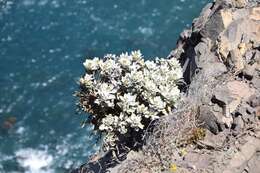 Image of Helichrysum obconicum DC.