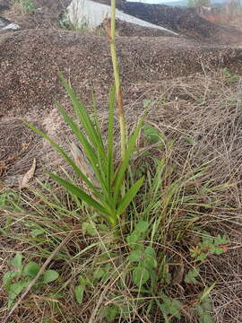 Image of Cyrtopodium andersonii (Lamb. ex Andrews) R. Br.