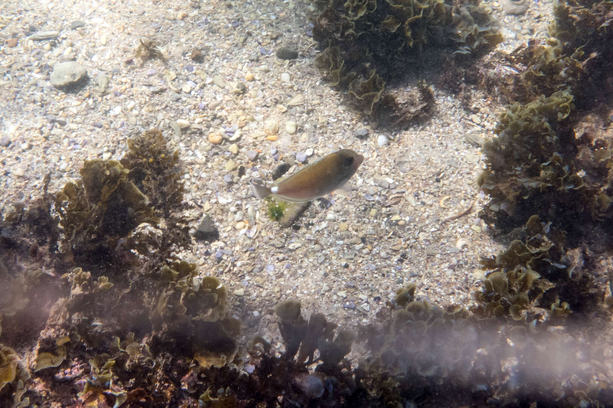 Image of Banded Unicornfish