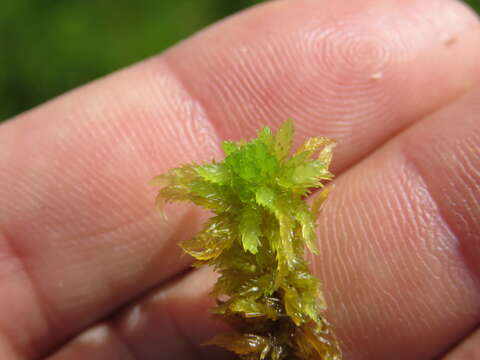 Image of water sphagnum