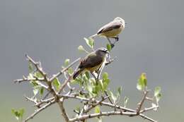 Image of Cape Penduline Tit