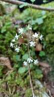 Imagem de Saxifraga hirsuta subsp. hirsuta