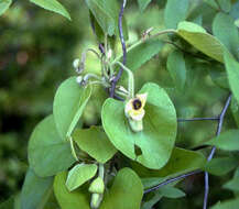 Image of woolly dutchman's pipe