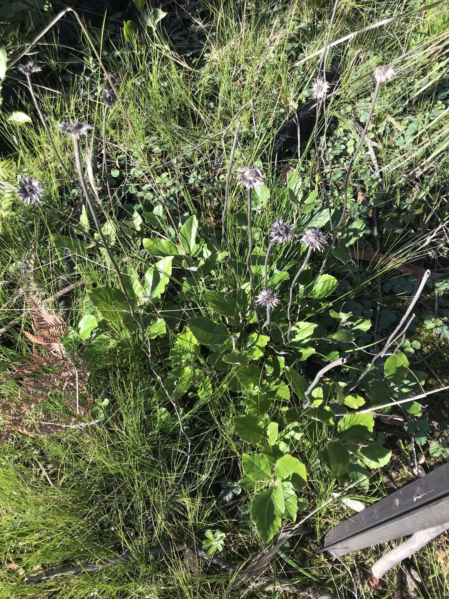 Image of mount lofty daisy-bush