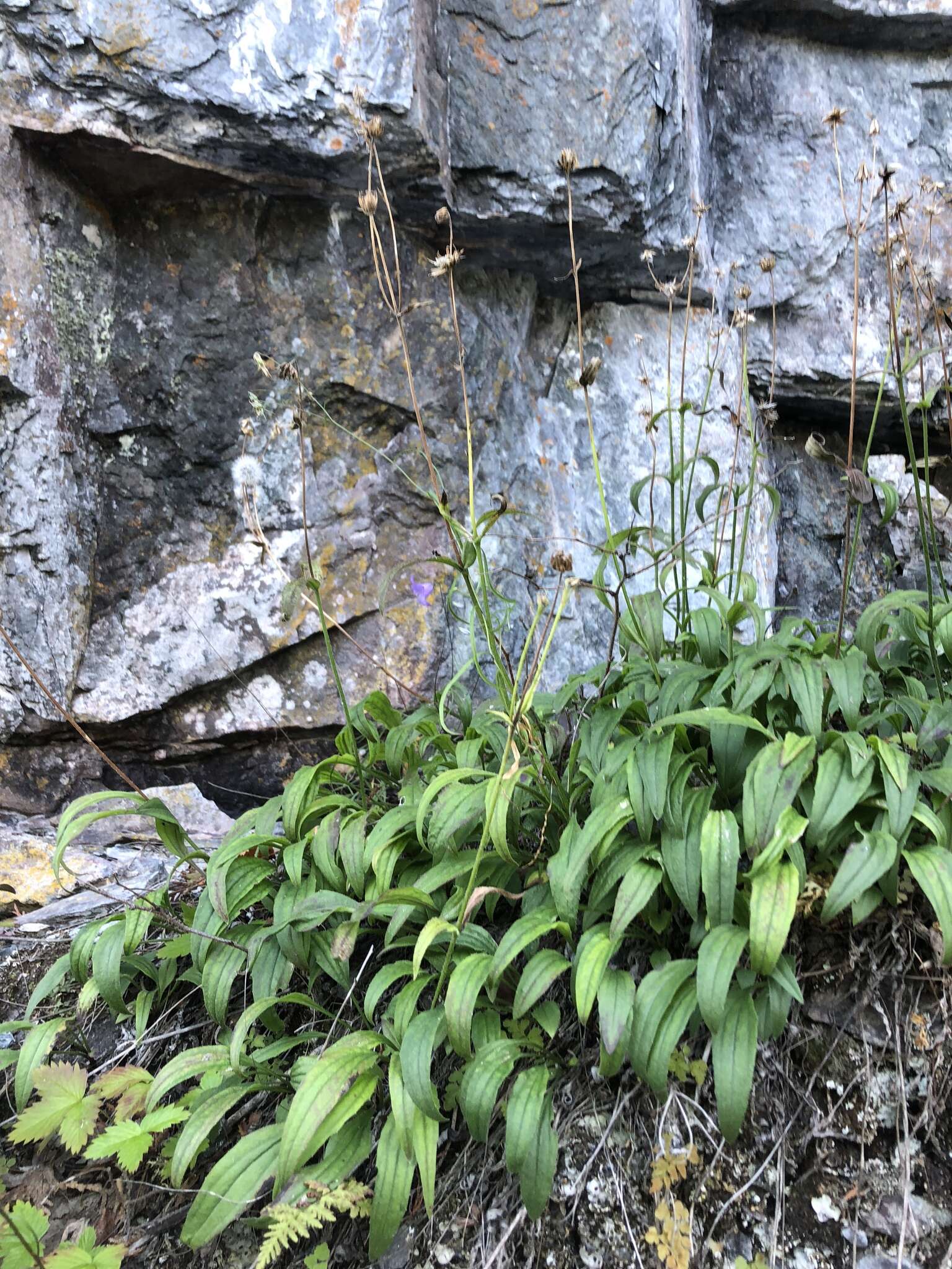 Image of longleaf arnica