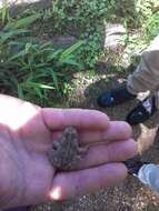 Image of Fowler's Toad