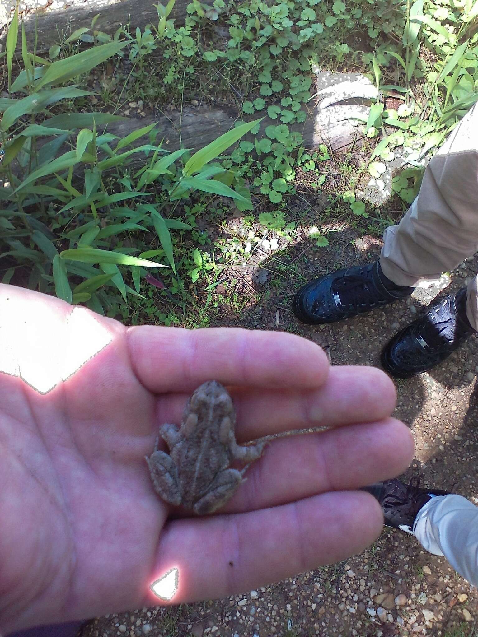 Image of Fowler's Toad