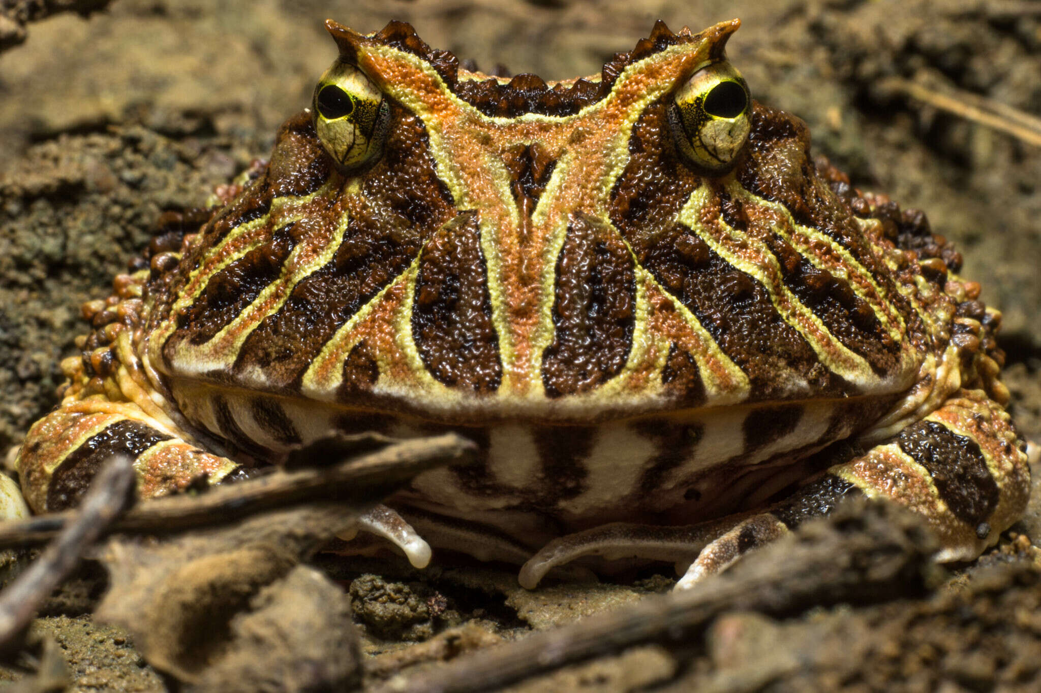 Imagem de Ceratophrys calcarata Boulenger 1890