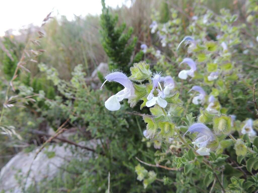 Image of Salvia africana L.