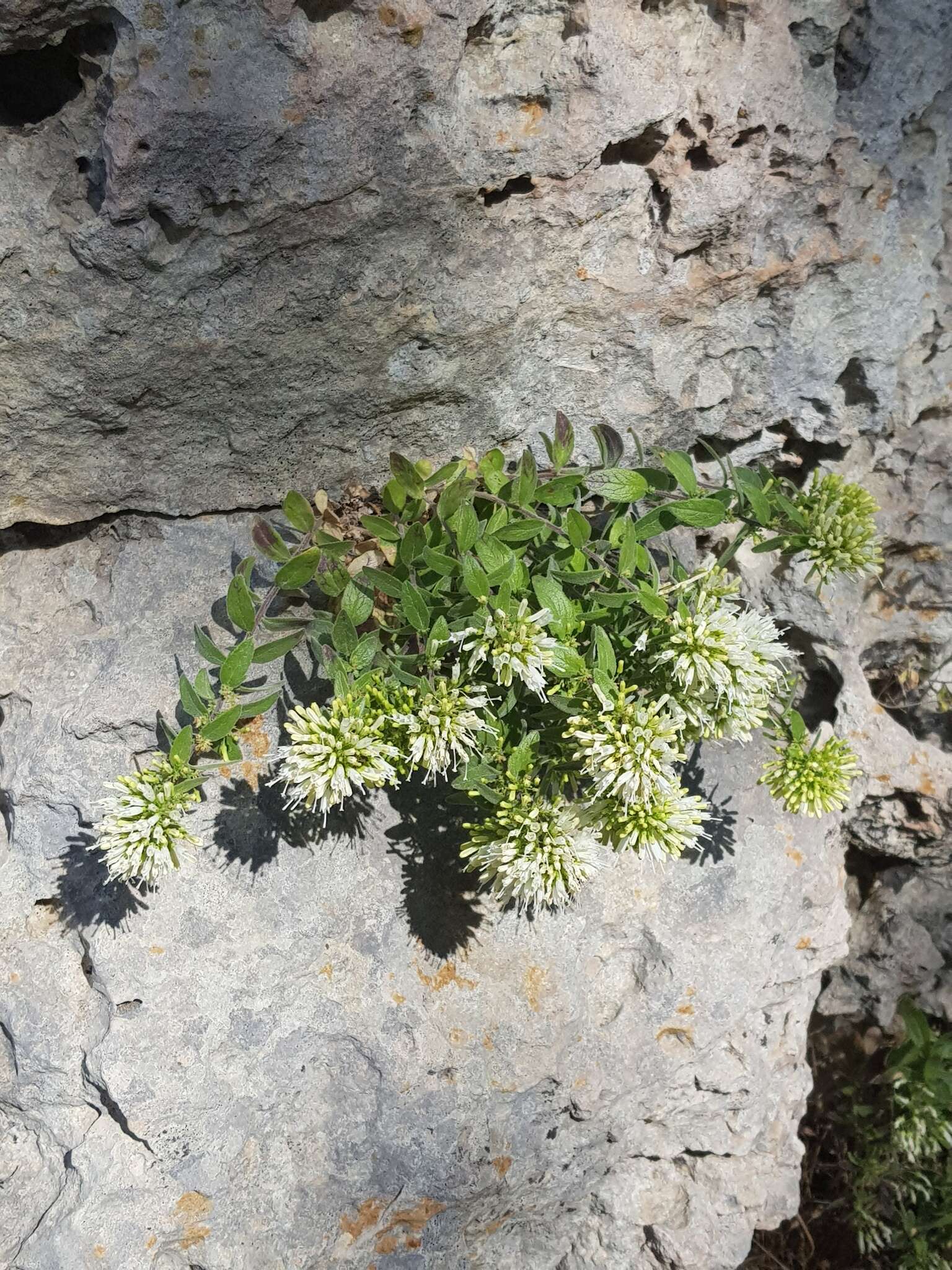 Imagem de Campanula buseri Damboldt