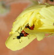 صورة <i>Actenodia chrysomelina</i>