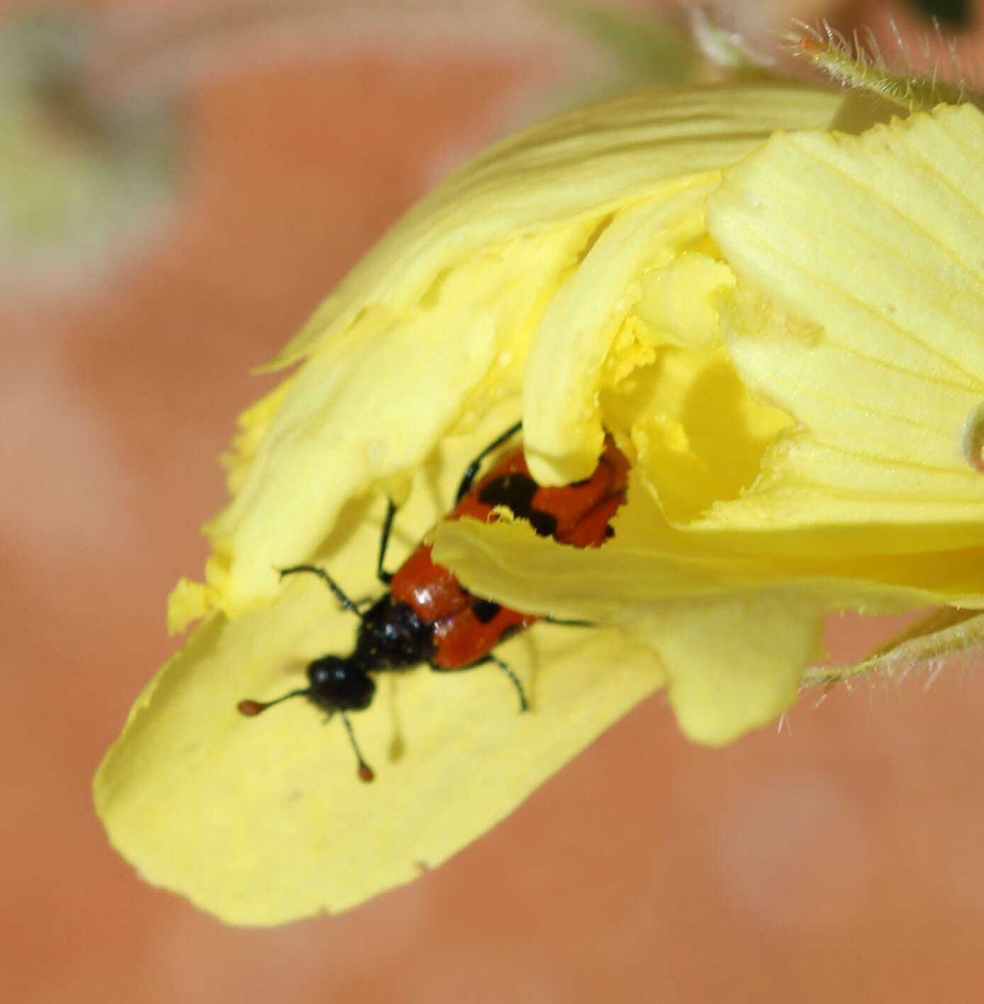 صورة <i>Actenodia chrysomelina</i>