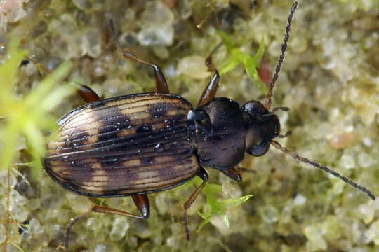 Imagem de Bembidion (Notaphus) varium (G. A. Olivier 1795)