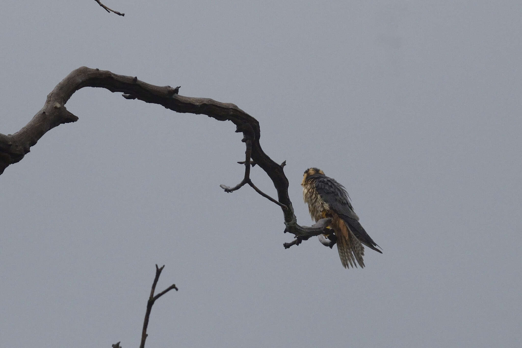 Image of Taita Falcon