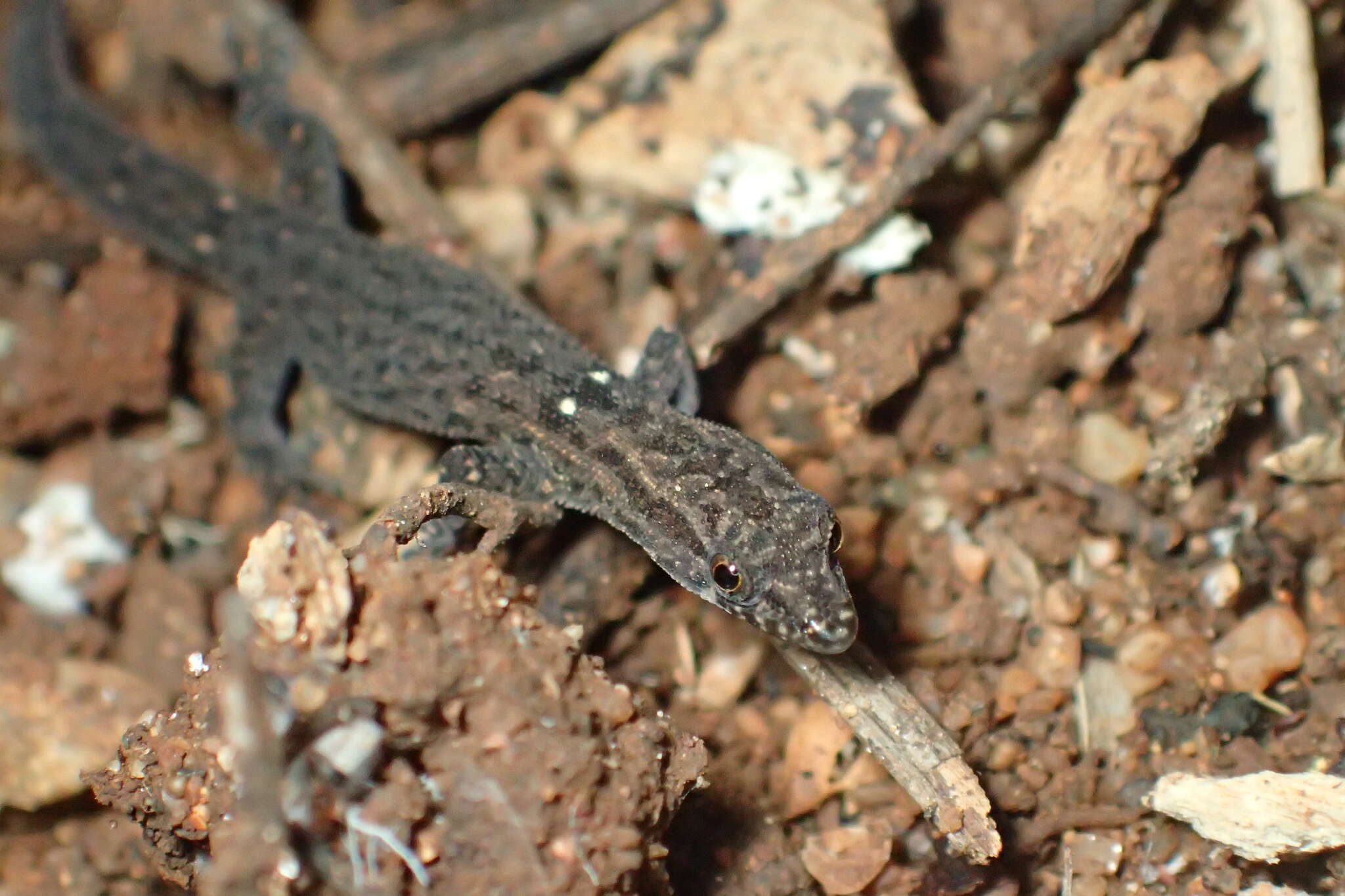 Sphaerodactylus difficilis Barbour 1914的圖片