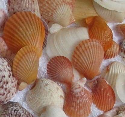 Image de Aequipecten muscosus (W. Wood 1828)