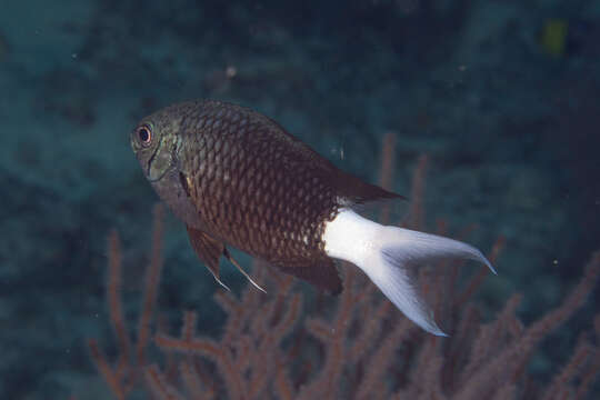 Image of Pale-tail chromis