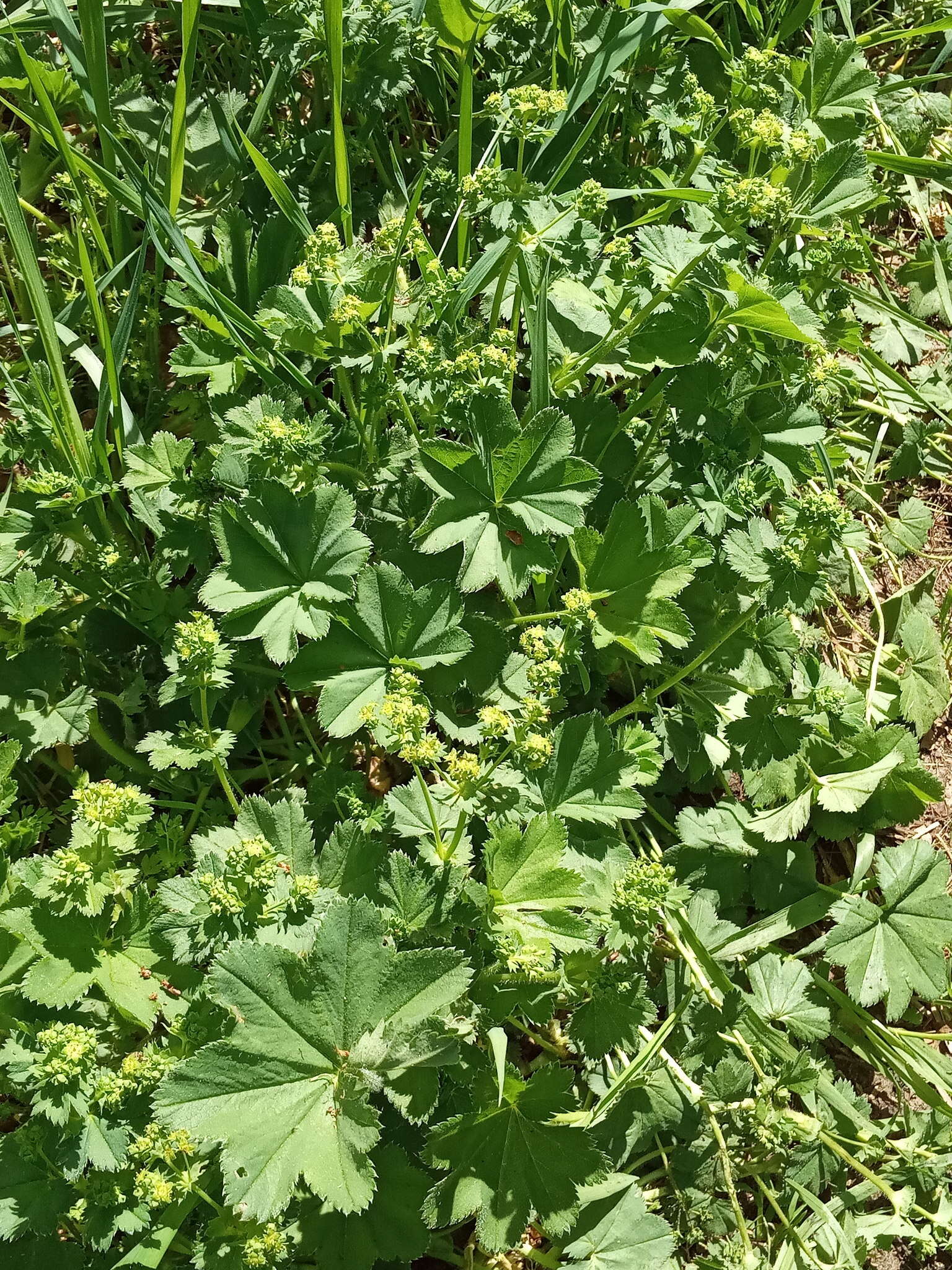 Image of Alchemilla devestiens Juz.