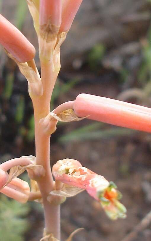 Aloe kniphofioides Baker resmi