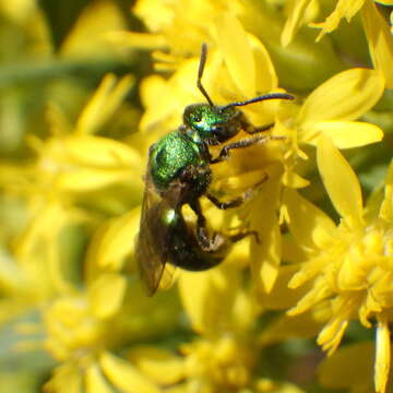 Image of Augochlorella aurata (Smith 1853)