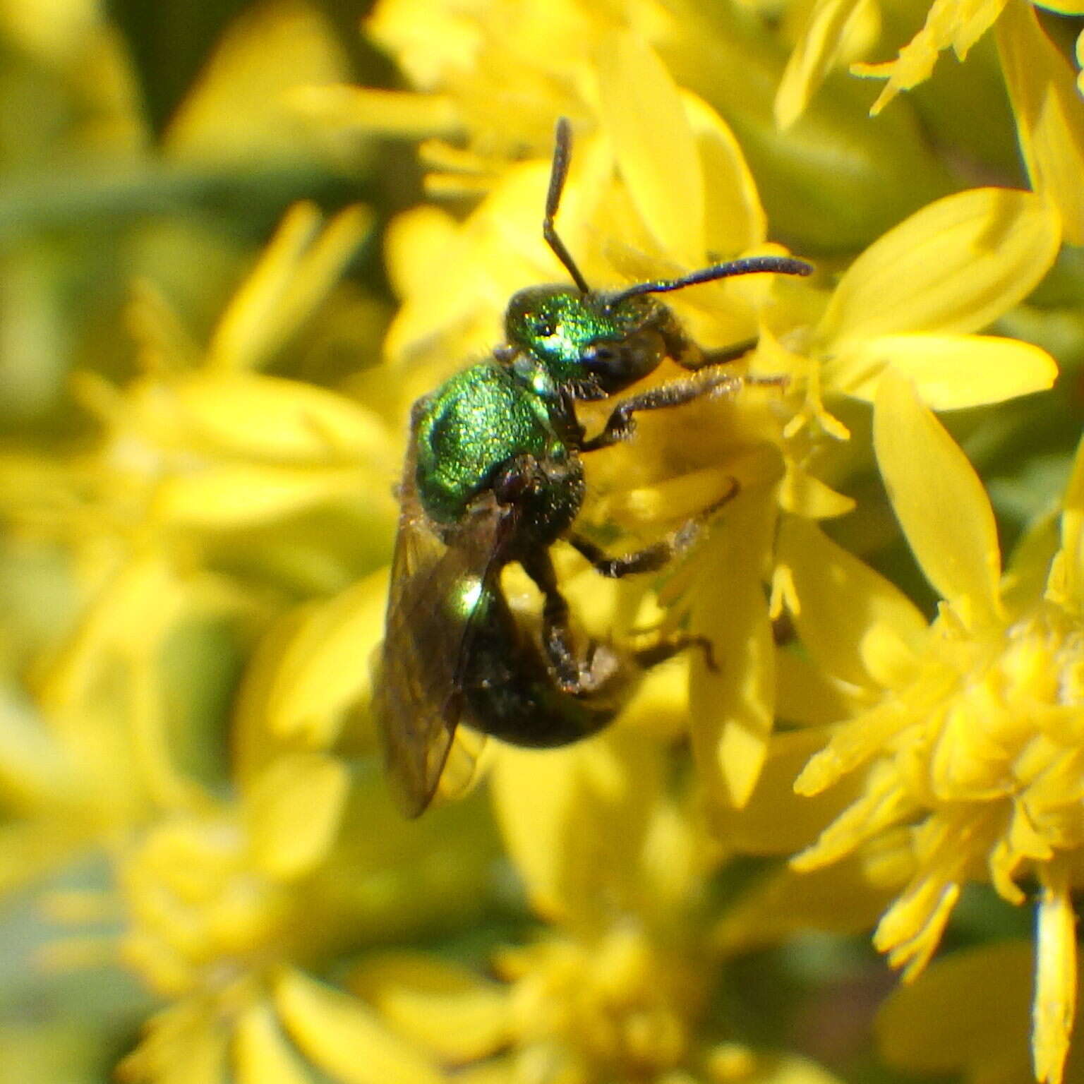 صورة Augochlorella aurata (Smith 1853)