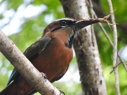 Image of Prisopus berosus Westwood 1859