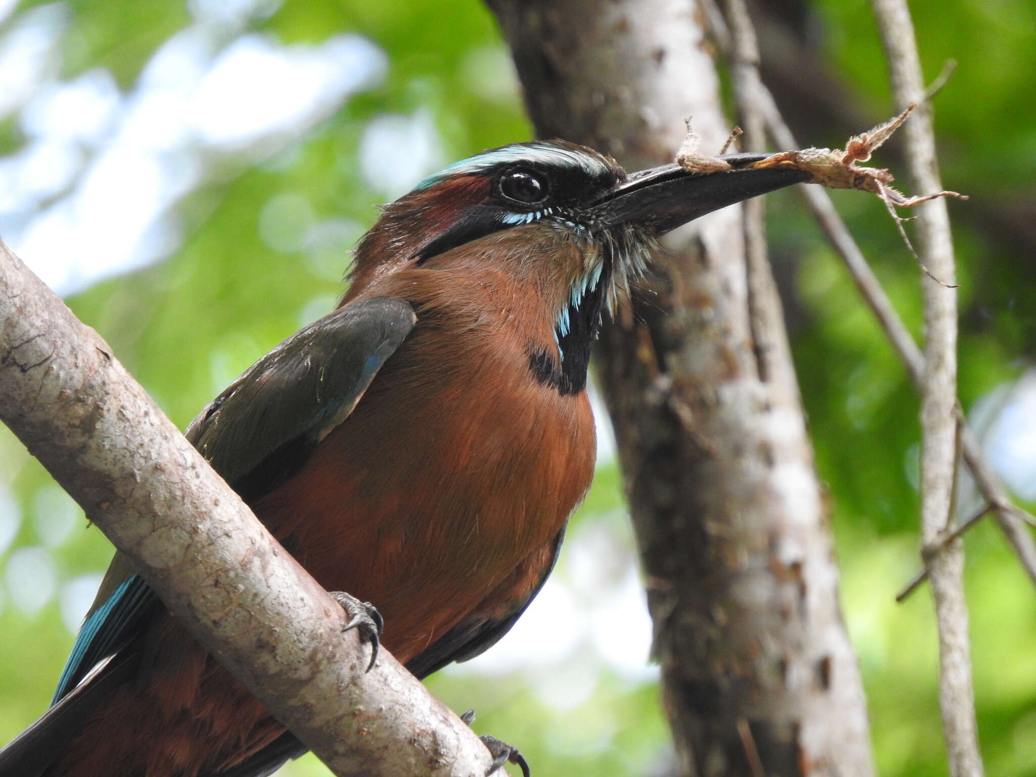 Слика од Prisopus berosus Westwood 1859