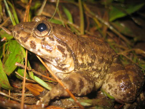 Image of Kuhl's Creek Frog