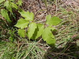 Image of eastern poison ivy