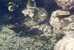 Image of Filament-finned Parrotfish