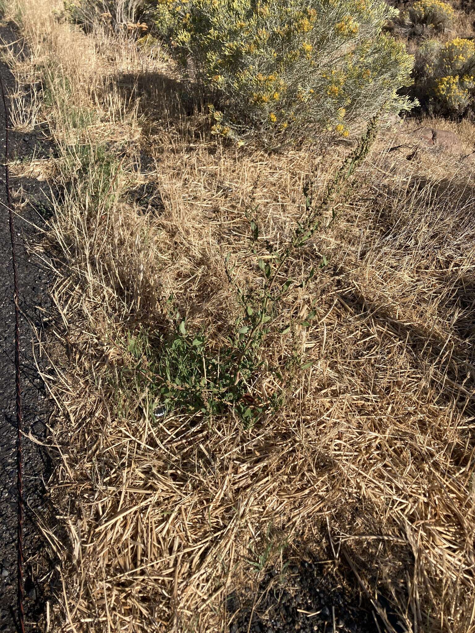 Слика од Chenopodium atrovirens Rydb.